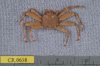 藏品(裸掌盾牌蟹)的圖片